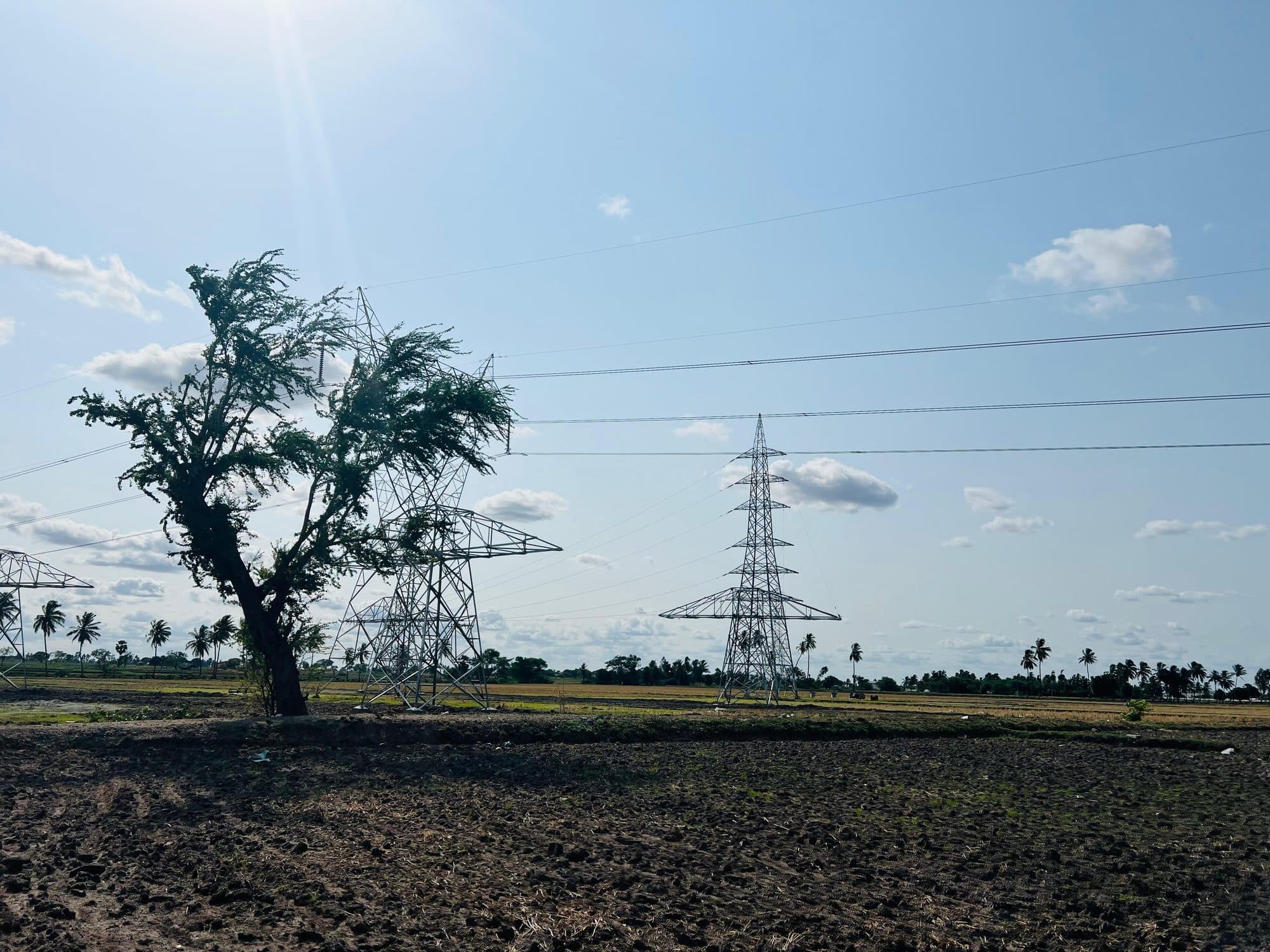 A lone tree and a transmission tower on open farmland